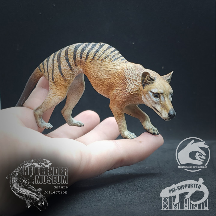 3d druckbar thylacine tasmanisch tiger beutelwolf cynocephalus by hellbender museum spielzeuge spiele tier kreatur zahlen 3D print model - Mito3D