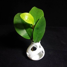 porous vase & garden 3d print model - Mito3D