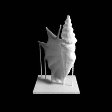 marble 'spider-conch' shells 1 scan ancient object 3d print model - Mito3D