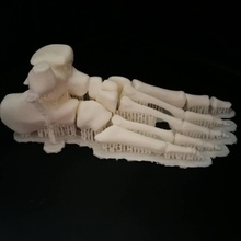 anatomico modello piede formazione scolastica anatomia corpo 3d print model - Mito3D