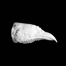 long-billed partridge head scan animal bird 3d print model - Mito3D