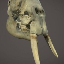 africano floresta elefante crânio Varredura animal ossos morte 3d print model - Mito3D