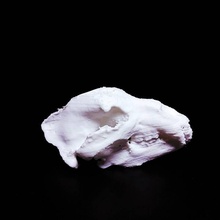 marrón oso cráneo escanear animal huesos cabeza muerte 3d print model - Mito3D
