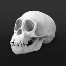 chimpanzee skull scan animal bones head death 3d print model - Mito3D
