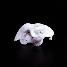 dugongo crânio Varredura animal ossos cabeça morte 3d print model - Mito3D