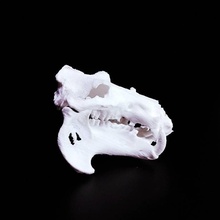 hippopotamus skull scan animal bones head death 3d print model - Mito3D