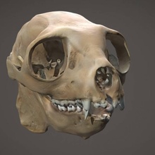 Indri lêmure crânio Varredura animal ossos cabeça morte 3d print model - Mito3D