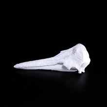 pico común delfín cráneo escanear animal huesos cabeza muerte 3d print model - Mito3D
