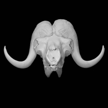 boi almiscarado crânio Varredura animal ossos cabeça morte 3d print model - Mito3D