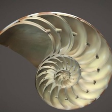 nautilus shell scan animal bones head sea death 3d print model - Mito3D