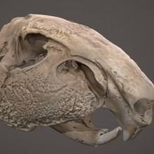 paca kafatası taramak hayvan kemikler baş ölüm 3d print model - Mito3D
