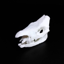 gergedan kafatası taramak hayvan kemikler baş ölüm 3d print model - Mito3D
