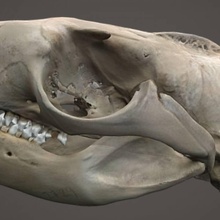 sea lion skull scan animal bones head death 3d print model - Mito3D