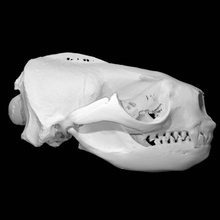 mar lontra crânio Varredura animal ossos cabeça morte 3d print model - Mito3D