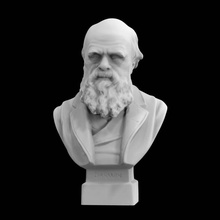 bust charles darwin scan porcelain 3d print model - Mito3D