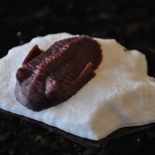 çift ekstrüder trilobit Eğitim fosil 3d print model - Mito3D