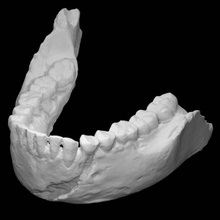 homo naledi mandíbula creciente estrella cueva educación 3dpt homonaledi 3d print model - Mito3D