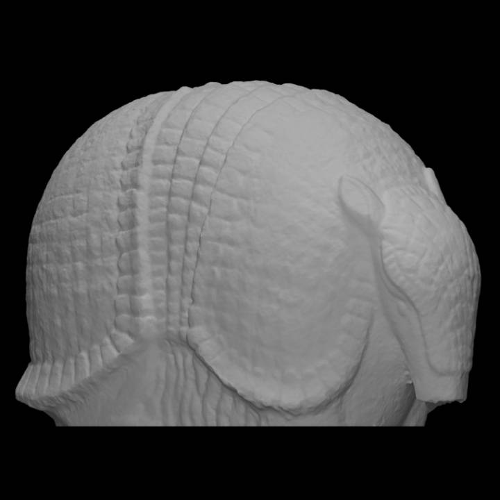 armadillo scan animal park 3D print model - Mito3D