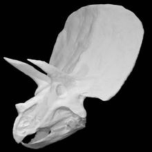 Triceratops Scan Knochen Kopf Schädel 3dprint 3dscan Fossil Paläontologie 3d print model - Mito3D