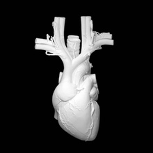 anatomisch Herz Scan Biologie 3d print model - Mito3D