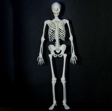 Humain squelette éducation pied main jambe crâne bras poitrine bassin vertèbre vertébral colonne 3d print model - Mito3D