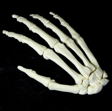 kemik el Eğitim anatomi kemikler insan 3d print model - Mito3D