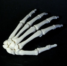 osso mano sinistra formazione scolastica umano 3d print model - Mito3D