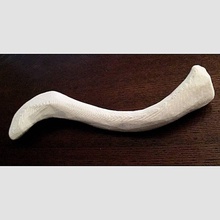 Humain clavicule grandeur nature éducation anatomie corps os squelette biologie 3d print model - Mito3D