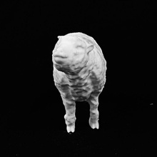 sheep natural history museum london scan animal naturalhistorymuseum 3d print model - Mito3D