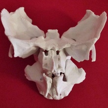 cara parcial esqueleto humano Escala completa 1 educación anatomía cuerpo huesos 3d print model - Mito3D