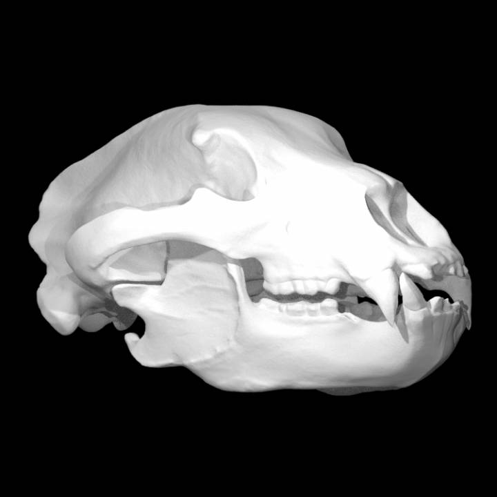 Urso crânio Varredura 3D print model - Mito3D