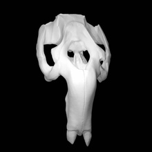 dugong skull scan 3d print model - Mito3D