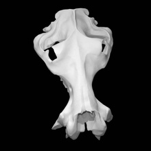 hipopótamo cráneo escanear animal 3d print model - Mito3D