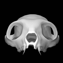 indri lemur skull scan 3d print model - Mito3D