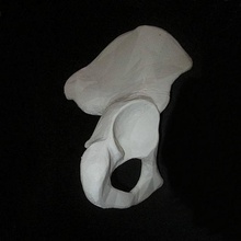 Hüfte Knochen vollem Umfang Bildung Anatomie Körper Skelett Biologie Sport 3d print model - Mito3D