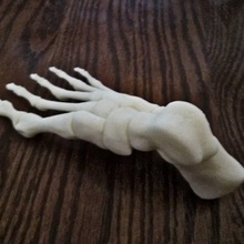 pie humano completamente ensamblado educación anatomía cuerpo huesos esqueleto biología Deportes 3d print model - Mito3D