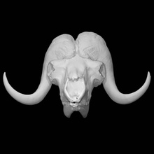 muskox skull scan animal 3d print model - Mito3D