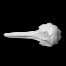 longo bico comum golfinho Varredura animal crânio 3d print model - Mito3D