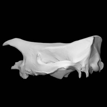 rinoceronte cráneo escanear animal 3d print model - Mito3D