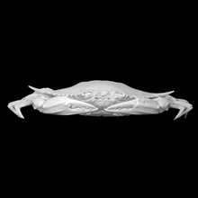 Blau Krabbe Scan Tier Fullsize 3d print model - Mito3D