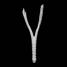 panamenho fóssil golfinho Varredura animal 3d print model - Mito3D