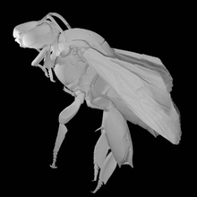eulaema meriana bee scan animal fullsize 3d print model - Mito3D