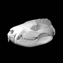 didelphis virginiana escanear animal cráneo 3d print model - Mito3D