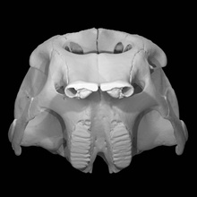 filler Maximus Asya fil taramak hayvan kafatası 3d print model - Mito3D