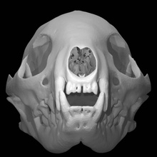 galerella sanguinea slender mongoose scan animal skull 3d print model - Mito3D