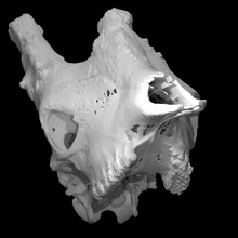 giraffa camelopardalis giraffe scan animal skull 3d print model - Mito3D