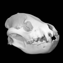 hiena listrado Varredura animal crânio 3d print model - Mito3D