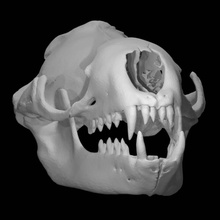 hydrurga leptonyx leopard seal scan animal skull 3d print model - Mito3D