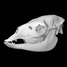 lama glama taramak hayvan kafatası 3d print model - Mito3D
