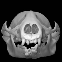 Monachus tropicalis fóssil caraíbas monge foca Varredura animal crânio 3d print model - Mito3D